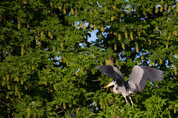 Graureiher (Ardea cinerea)