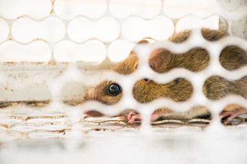 rat in cage. animal carrier control.
