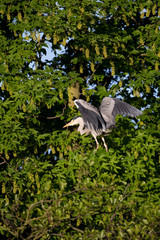 Graureiher (Ardea cinerea)
