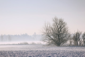 winter landscape with trees, snow and mist