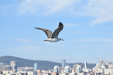 Seagulls are punk children of the sea.