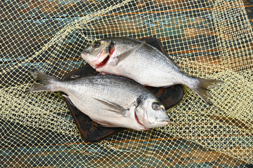 Dorado on dark board on rough dyed wooden background. Flat lay.