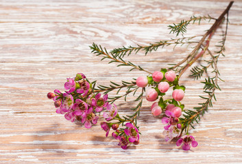 spring flowers on wooden background