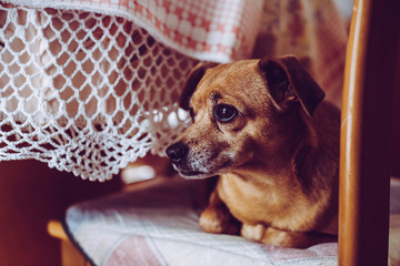 little mongrel dog pet - sensory connection with animals concept - trendy style image