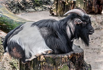 Pigmy domestic goat	