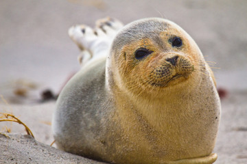 Europäischer Seehund (Phoca vitulina vitulina) © Jearu