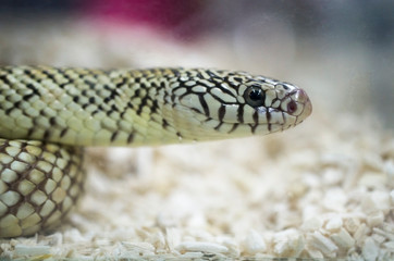 Snake in showcase