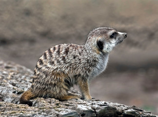 Fototapeta premium Meerkat. Latin name - Suricata suricatta 