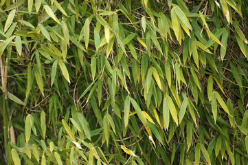 Nahaufnahme Bambus als Bildhintergrund