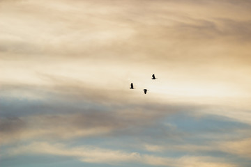 Pássaros no por do sol