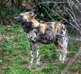 African hunting dog. Latin name - Lycaon pictus	