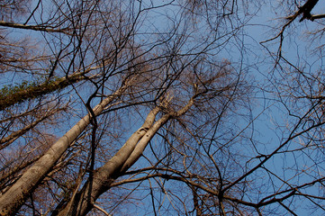 trees