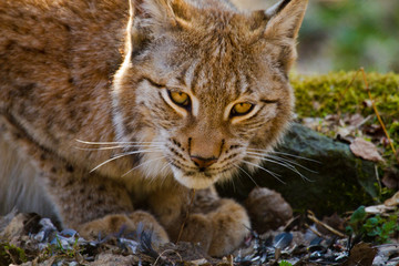 Fototapeta na wymiar Eurasische Luchs oder Nordluchs (Lynx lynx)