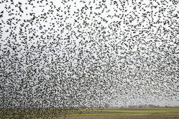 Herd of migratory starlings. They took a break when the rain broke