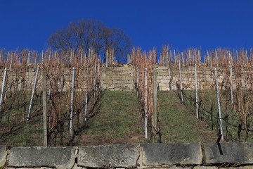 Fototapeta premium Weinberg an der Elbe in Dresden