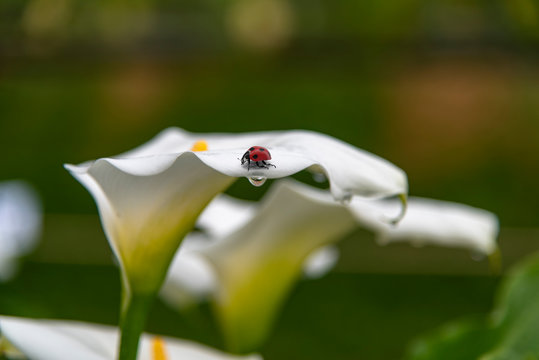 Red spotted ladybird on an arum lily