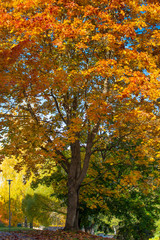 yellow maple tree in autumn in a park