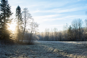 winter landscape in Finland with trees and a field with frost