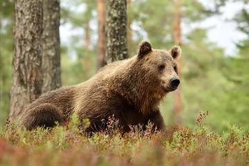 Fototapeta premium Big male brown bear resting in forest landscape. Bear lying on the ground in forest.