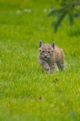 Naklejka na ściany i meble Eurasische Luchs oder Nordluchs (Lynx lynx)