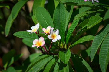 Yellow white and pink flowers on a green background, Frangipani, Plumeria.