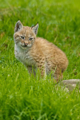Naklejka na ściany i meble Eurasische Luchs oder Nordluchs (Lynx lynx)