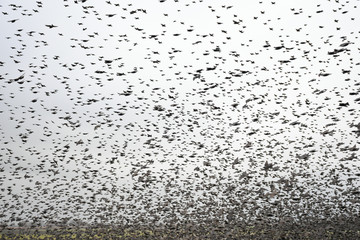 Herd of migratory starlings. They took a break when the rain broke