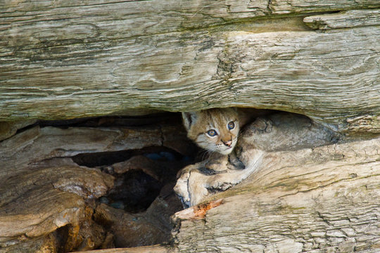 Eurasische Luchs oder Nordluchs (Lynx lynx)