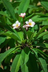 Yellow white and pink flowers on a green background, Frangipani, Plumeria.