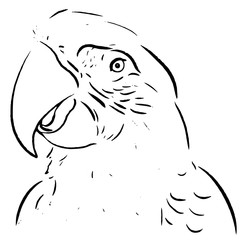parrot line draw illustration