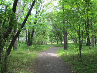 新緑の森