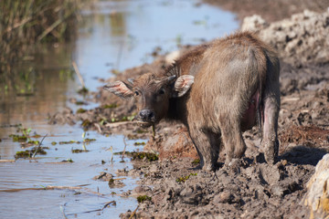 A young water buffalo eating grasses
