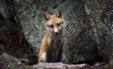 Baby fox outside of den