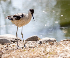 pied avocet by the pond