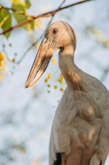 Openbill stork is looking something to eat in the afternoon , Thailand