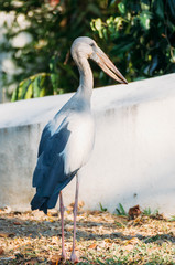 Openbill stork is looking something to eat in the afternoon , Thailand