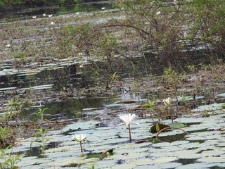 Fototapeta na wymiar White water lilies, lake with green leaves