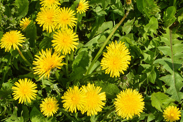 Spring yellow dandelions.
