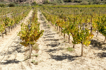 Fototapeta na wymiar The growing grapes in autumn sunny day (Island Crete, Greece)
