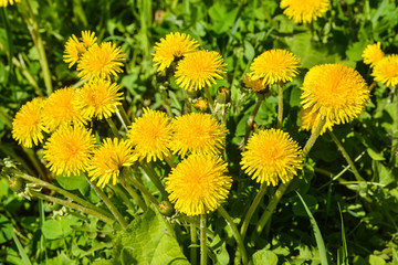 Obraz premium Spring yellow dandelions.
