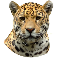 Leopard Frontal