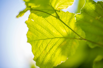 Green leaves against the sky