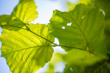 Fototapeta na wymiar Green leaves against the sky