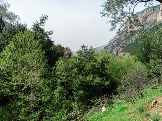 forest in the mountains