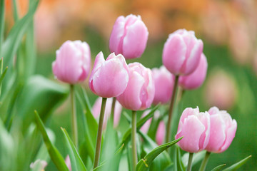 Beautiful pink tulips in spring