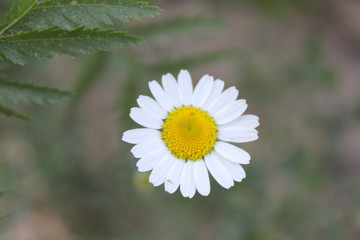 Fototapeta premium Chamomile in the grass