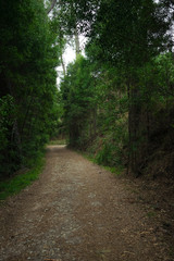Fototapeta na wymiar Path in a green forest