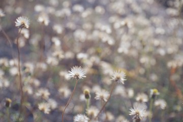 Dry brown grass flower field, weed plant closeup