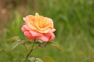 Orange rose in garden