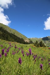 Fototapeta premium endemic flower types.artvin 